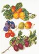Borduurpakket Fruit portret 2 - Thea Gouverneur