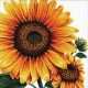 Borduurpakket Sunflower voorbedrukt - Needleart World