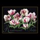 Borduurpakket Rembrandt Tulpen Black Collection - Thea Gouverneur