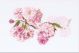 Borduurpakket Prunus bloesem Linnen - Thea Gouverneur