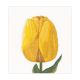 Borduurpakket Gele Tulp Aida - Thea Gouverneur
