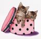 Borduurpakket Kitten Twins - Thea Gouverneur