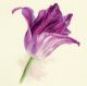Borduurpakket Tulips Lilac velvet - Alisa